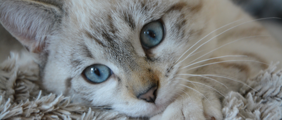 我们是做什么的?